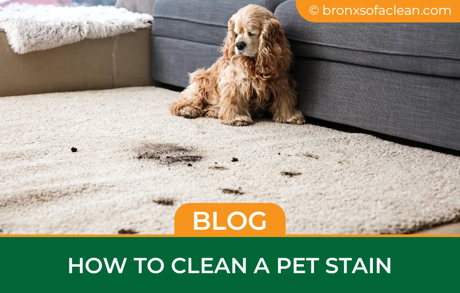carpet cleaning in bronx, carpet cleaning in new york, carpet cleaning bronx, carpet cleaners in bronx, carpet cleaners in new york, commercial carpet cleaning, commercial carpet cleaning in bronx, bronx rug cleaners, rug cleaning services in bronx, same day carpet cleaning, same day rug cleaning